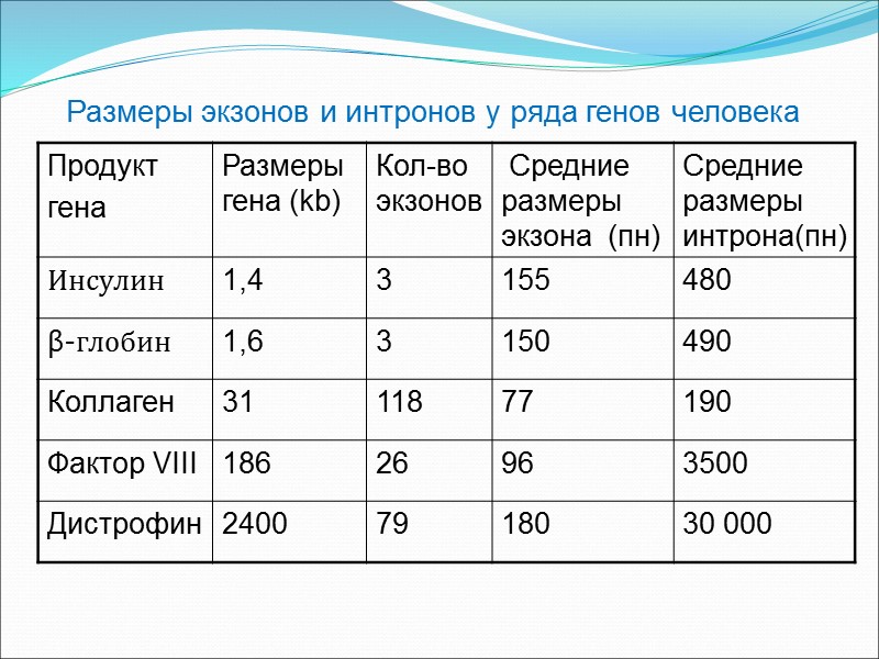 Размеры экзонов и интронов у ряда генов человека